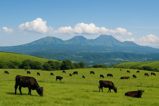 aso-pasture-cattle