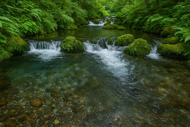 mossy-forest-stream